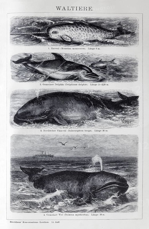 Plate Cetaceans, narwhal (Monodon monoceros), dolphin (Delphinus delphis), fin whale (Balaenoptera physalus), bowhead whale (Balena mysticetus), historical book illustration, wood engraving