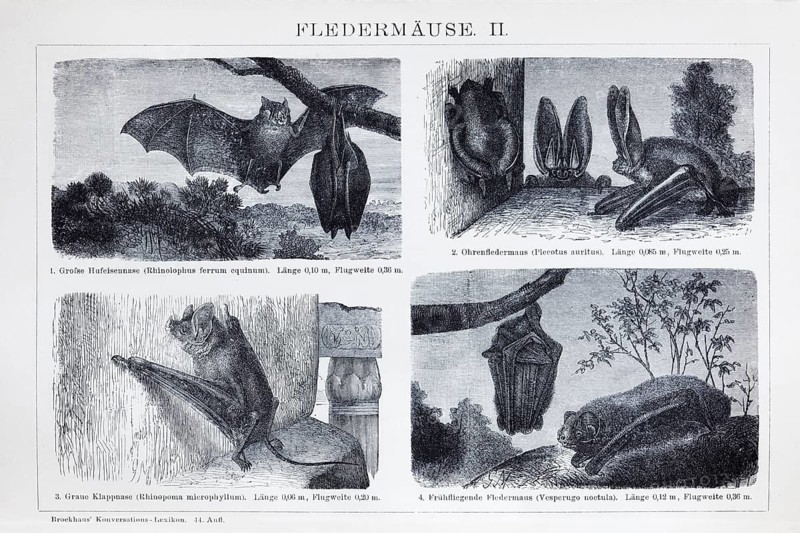Plate Bats (Microchiroptera), historical book illustration, wood engraving, Brockhaus Konversationsl-Lexikon from 1908