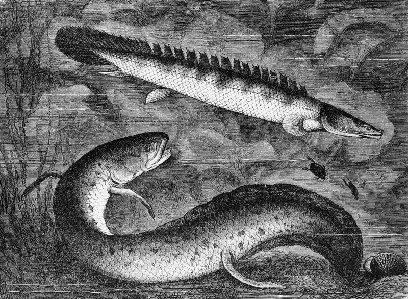 Nile tilefish (Polypterus bichir), West African lungfish (Protopteros annectens), historical book illustration, wood engraving