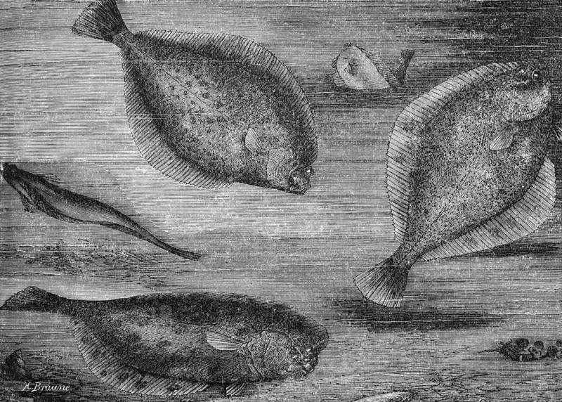 Plaice or turbot (Pleuronectes platessa), historical book illustration, wood engraving