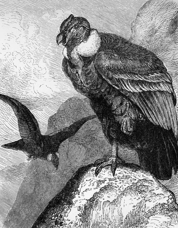 Andean condor (Vultur gryphus), historical book illustration