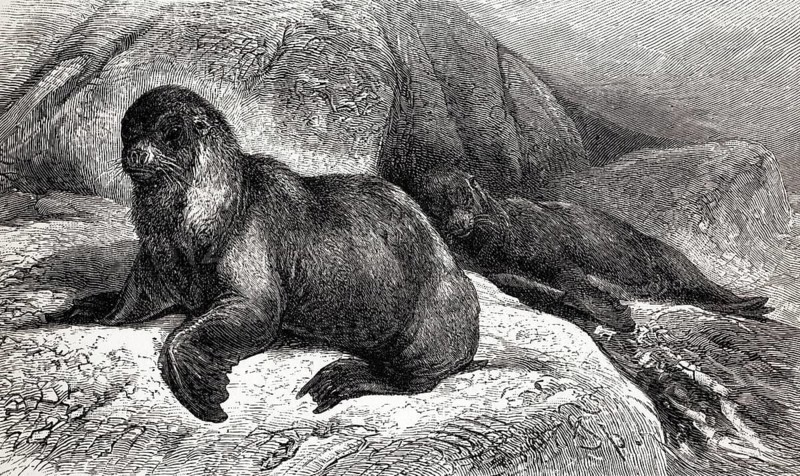 South American sea lion (Otaria jubata), historical illustration