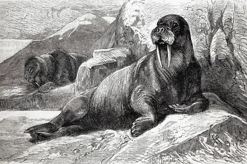 Walrus (Odobenus rosmarus), historical book illustration