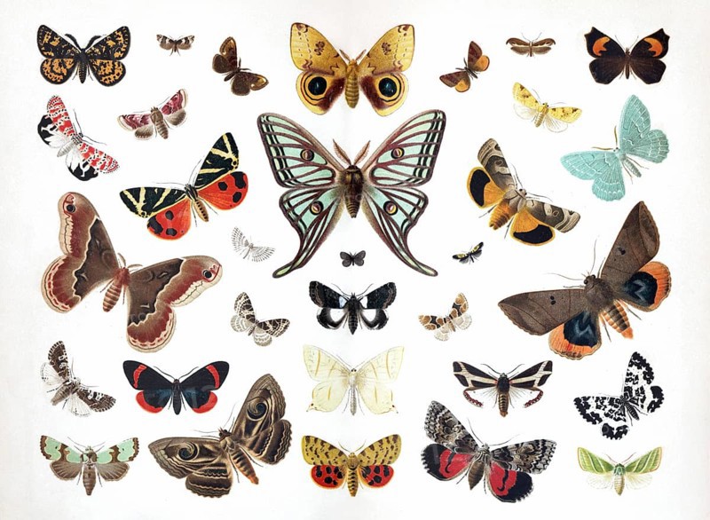 Colour plate butterflies, different species, Hyerchiria Io, Actia Isabelae, purple bear (Diacrisia purpurata), historical book illustration, colour lithograph