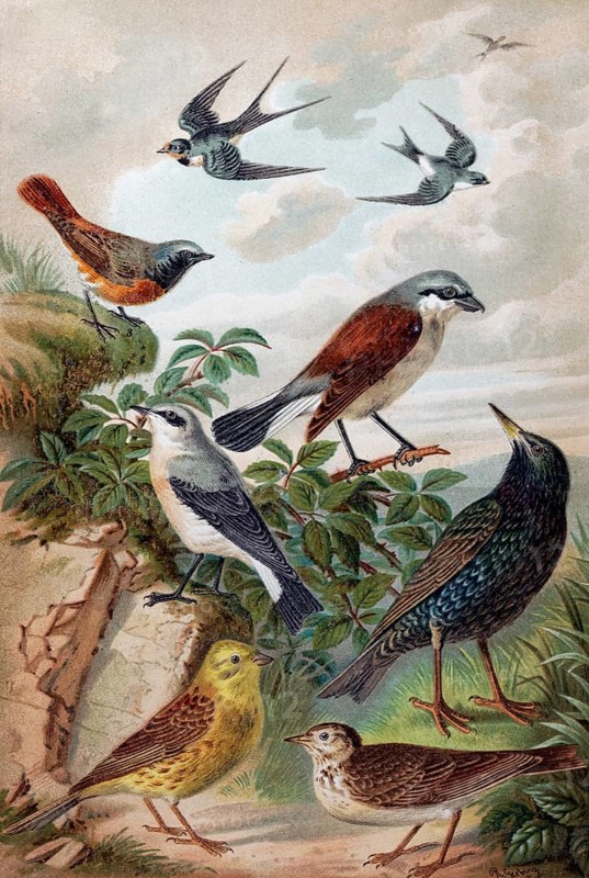 Plate of Central European songbirds, swallow, redstart, yellowhammer, lark, starling, historical book illustration, colour lithograph