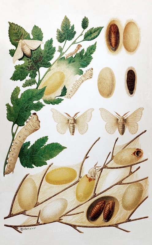 Plate silk moth or mulberry moth (Bombyx mori), male, female, caterpillar, cocoon, pupa, historical book illustration, colour lithograph, Brockhaus Konversations-Lexikon