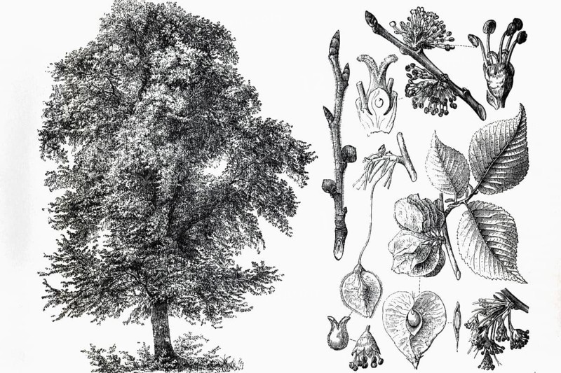 Mountain elm (Ulmus montana), tree, leaves, buds, historical book illustration, wood engraving