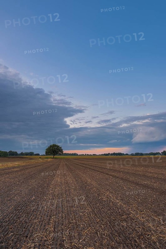 View along a freshly harrowed field to a single tree in the evening light, Husum, Nienburg, Lower Saxony, Germany