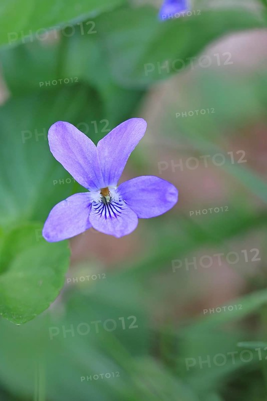 Wood violet (Viola reichenbachiana) between leaves on the forest floor, spring bloomer, spring, close-up, Wilnsdorf, North Rhine-Westphalia, Germany