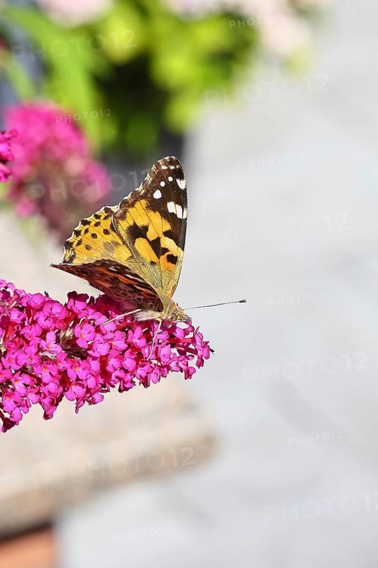 Thistle butterfly (Vanessa cardui) on a Buddleja davidii flower, Wilnsdorf, North Rhine-Westphalia, Germany