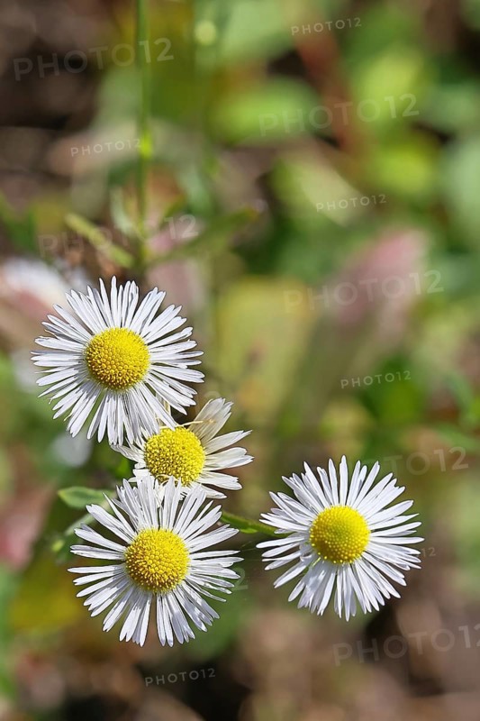 Annual ragweed (Erigeron annuus), by the wayside in a field, Wilnsdorf, North Rhine-Westphalia, Germany