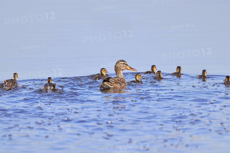 Mallard (Anas platyrhynchos), female with young, swimming hastily away, Wagbachniederung nature reserve, Waghäusel, Baden-Württemberg, Germany