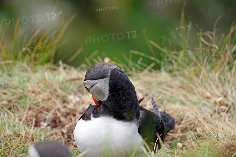 Puffin sitting in the grass, depicted with vivid feather colours, Sumburgh Head, Shetland Islands, Scotland, Great Britain