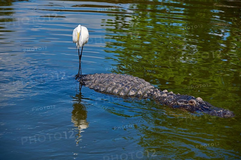 Great Egret (Egretta alba), on an American Alligator (Alligator mississippiensis), in calm water with green reflection of the surroundings, Orlando, Florida, USA