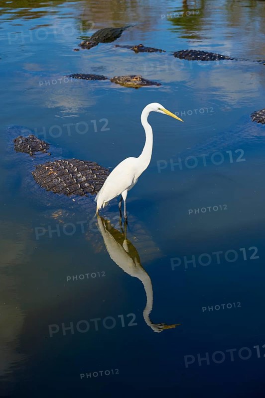 Great Egret (Egretta alba), standing next to an American Alligator (Alligator mississippiensis), in calm, blue reflecting water, Orlando, Florida, USA