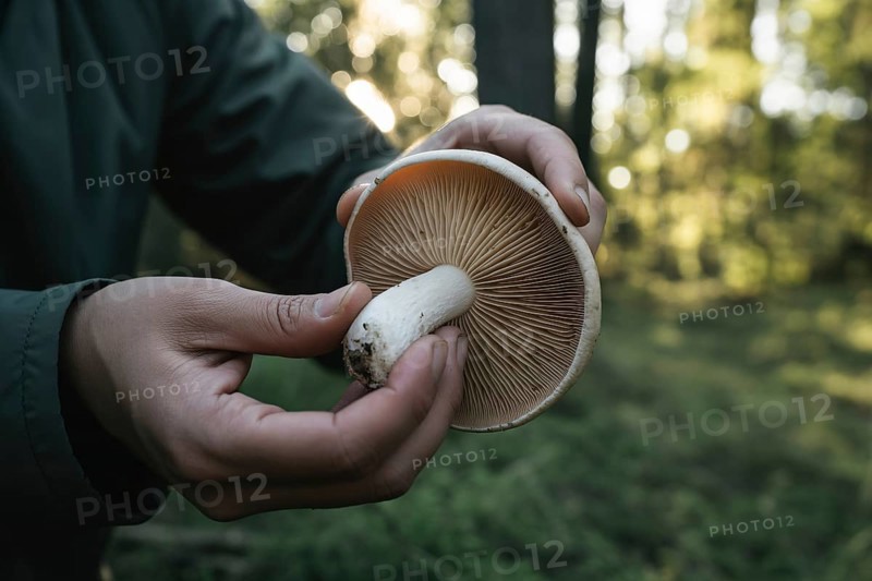 Person's hand holding wild mushroom in forest with gills visible. Symbol of autumn foraging and mushroom identification. Generative AI, AI generated