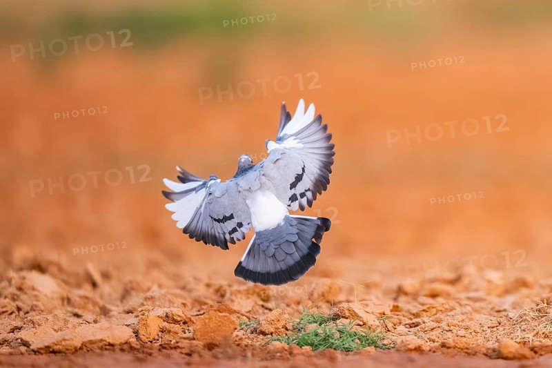 Rock dove (Columba livia) flying on a farmers field, Belchite, Aragon, Saragossa, Spain