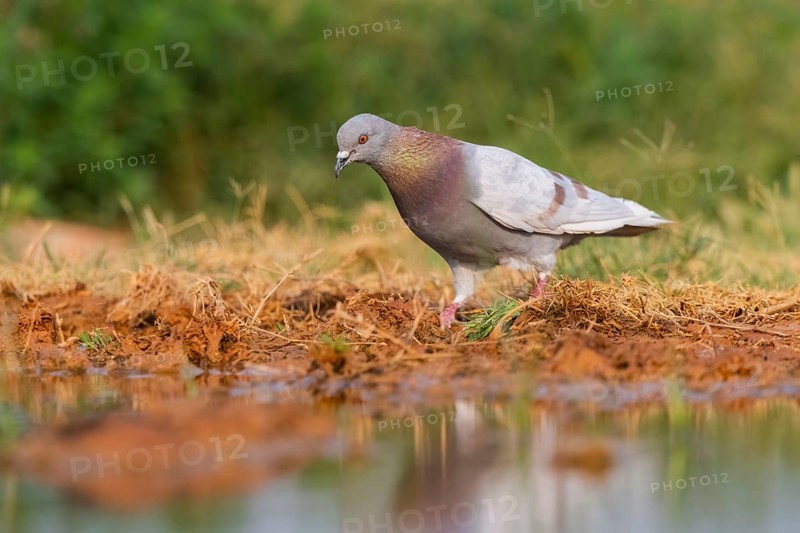 Rock dove (Columba livia) on a farmers field, Belchite, Aragon, Saragossa, Spain