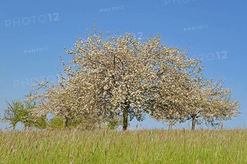 Orchard meadow, cultivated apple (Malus domestica) in bloom, blue sky, North Rhine-Westphalia, Germany