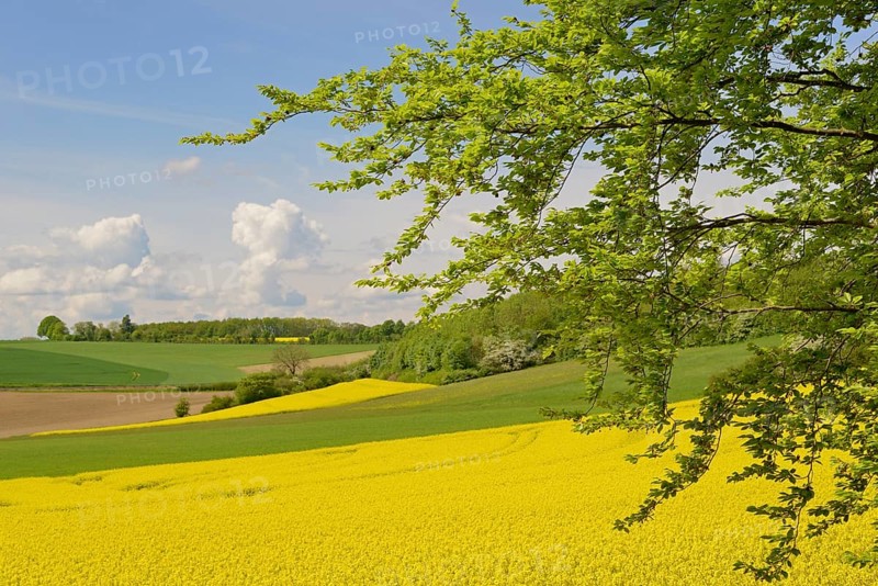 View over a field landscape, blooming rape fields (Brassica napus), blue cloudy sky, North Rhine-Westphalia, Germany