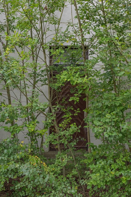 View of a door where the entrance area is overgrown, Wietzen, Nienburg, Lower Saxony, Germany