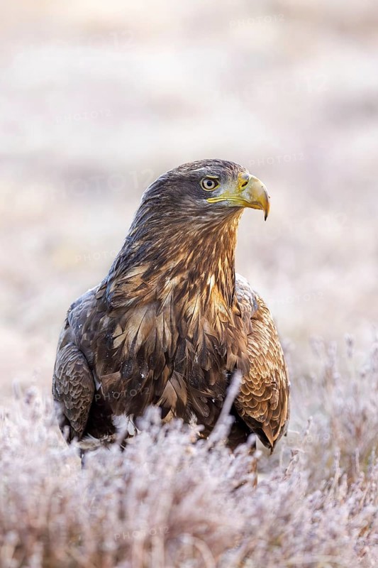 White-tailed eagle, Eurasian sea eagle (Haliaeetus albicilla) adult in moorland, heathland covered in frost on a freezing cold morning in winter