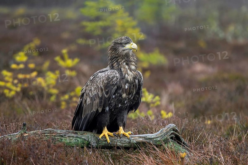 White-tailed eagle, Eurasian sea eagle (Haliaeetus albicilla) adult perched on fallen branch in moorland at forest edge in the rain in winter