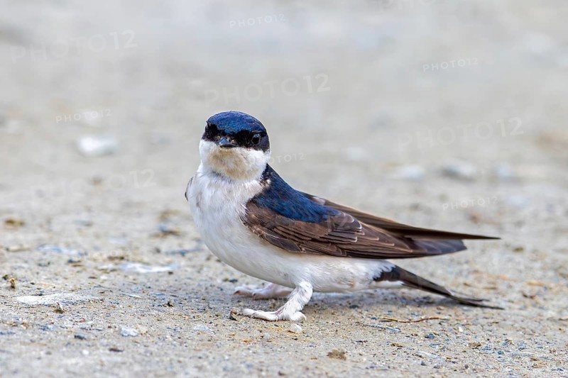 Common house martin, northern house martin (Delichon urbicum) collecting mud in beak for building nest in spring