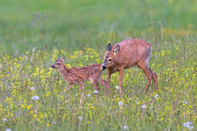 European roe deer (Capreolus capreolus) female, doe sniffing single fawn in meadow, grassland with wildflowers in spring