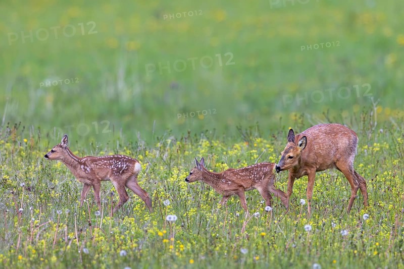 European roe deer (Capreolus capreolus) female, doe sniffing two fawns in meadow, grassland with wildflowers in spring
