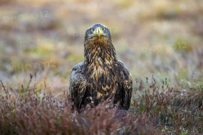 White-tailed eagle, Eurasian sea eagle, erne (Haliaeetus albicilla) adult sitting on the ground in moorland, heathland
