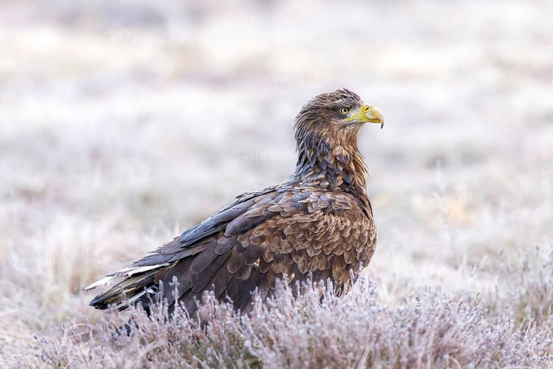 White-tailed eagle, Eurasian sea eagle (Haliaeetus albicilla) adult in moorland, heathland covered in frost on a freezing cold morning in winter