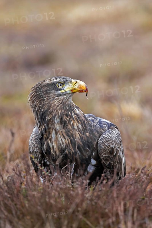 White-tailed eagle, Eurasian sea eagle (Haliaeetus albicilla) adult on the ground in moorland, heathland in winter