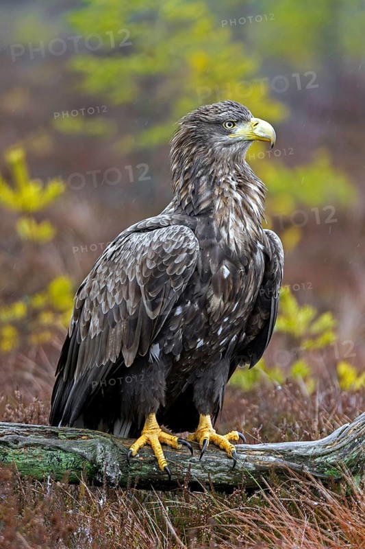 White-tailed eagle, Eurasian sea eagle (Haliaeetus albicilla) adult perched on fallen branch in moorland at forest edge in the rain in winter
