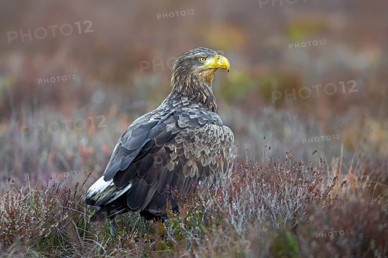 White-tailed eagle, Eurasian sea eagle (Haliaeetus albicilla) adult on the ground in moorland, heathland