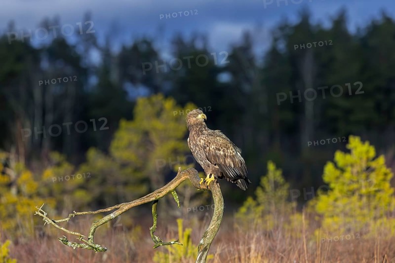 White-tailed eagle, Eurasian sea eagle (Haliaeetus albicilla) adult in evening light perched on branch in moorland at forest edge in winter, Sweden