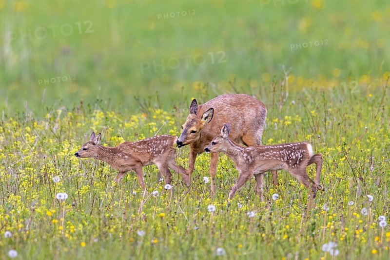 European roe deer (Capreolus capreolus) female, doe sniffing twin fawns in meadow, grassland with wildflowers in spring