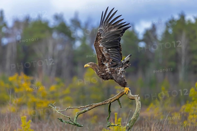 White-tailed eagle, Eurasian sea eagle (Haliaeetus albicilla) juvenile taking off from fallen branch in moorland, heathland at edge of forest