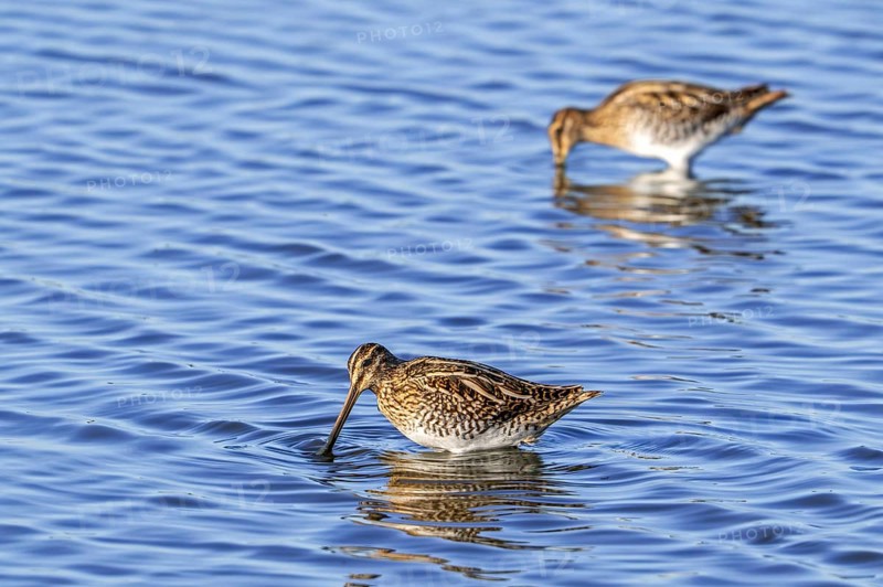 Two common snipes (Gallinago gallinago) foraging in shallow water by probing soft mud in pond in late summer