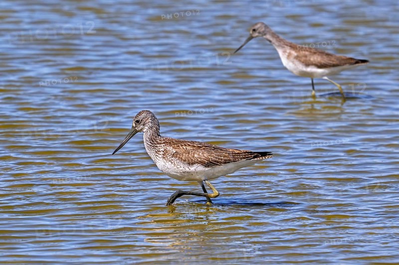 Two common greenshanks (Tringa nebularia) foraging in shallow water of pond in late summer, early autumn
