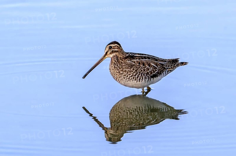 Common snipe (Gallinago gallinago) foraging in shallow water of pond in evening light in late summer