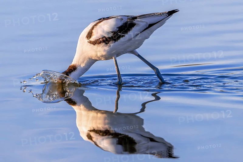 Pied avocet (Recurvirostra avosetta) foraging in shallow water of pond in evening light in late summer, early autumn