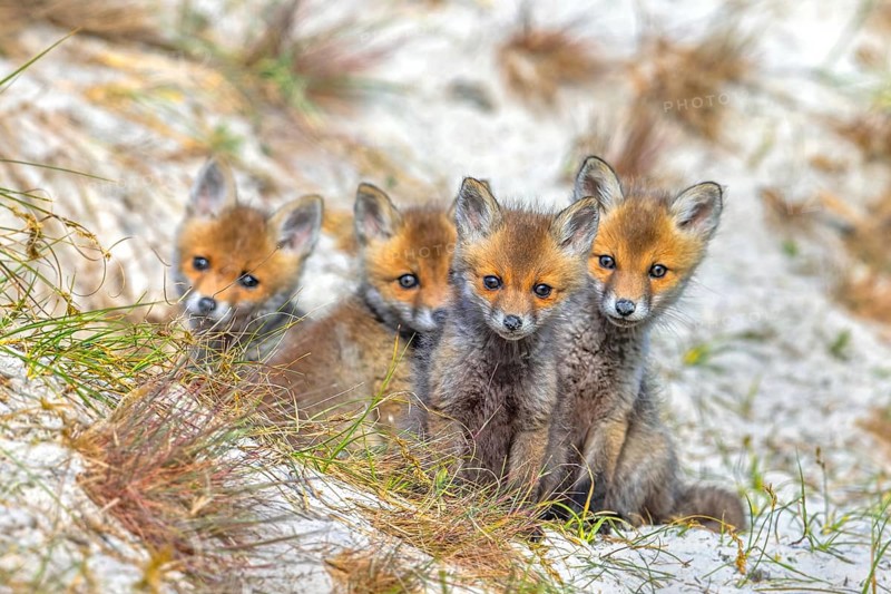Young red foxes (Vulpes vulpes) four curious kits, juveniles looking towards camera near burrow, den in the sand dunes along the coast in spring