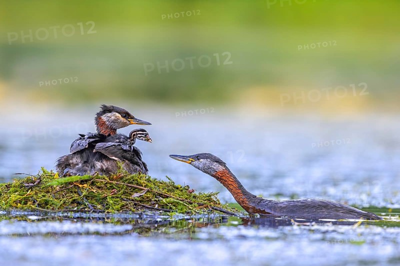 Red-necked grebe (Podiceps grisegena, Podiceps griseigena) male in breeding plumage feeding chick on female's back on nest in lake in summer