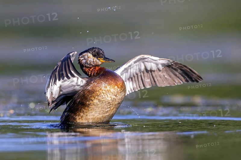 Red-necked grebe (Podiceps grisegena, Podiceps griseigena) adult in breeding plumage flapping wings after bathing in lake in summer