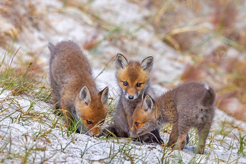 Young red foxes (Vulpes vulpes) three playful kits, juveniles playing near burrow, den in the sand dunes along the coast in spring