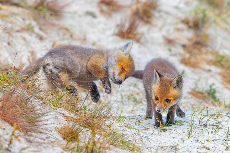 Young red foxes (Vulpes vulpes) two playful kits, juveniles playing near burrow, den in the sand dunes along the coast in spring