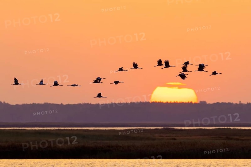 Migrating flock of common cranes, Eurasian cranes (Grus grus) in flight silhouetted against orange sunrise sky during migration in autumn, fall