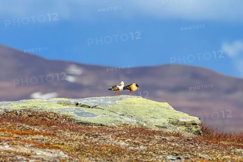 Two ruffs (Calidris pugnax), satellite with white neck ruff and territorial male in breeding plumage resting on rock at lek in spring, Scandinavia