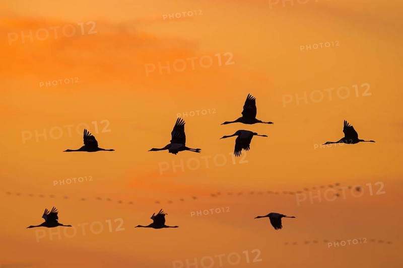 Migrating flock of common cranes, Eurasian cranes (Grus grus) in flight silhouetted against orange sunset sky during migration in autumn, fall
